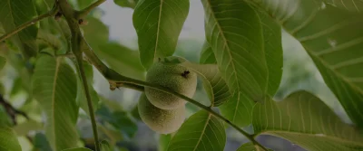Agricultura ecologică